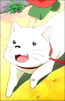 チェリー