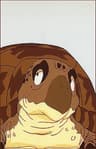 海亀