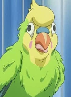 インコちゃん