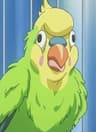 インコちゃん