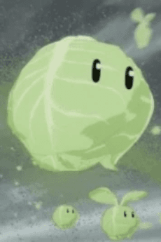 キャベツ