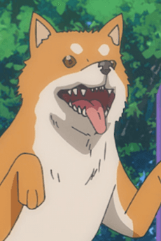 犬